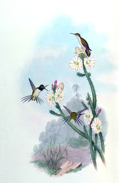 Eulidia yarrellii - John Gould